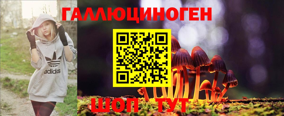Псилоцибиновые грибы Psilocybe Сочи